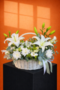 Lily fly